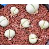 Argyroderma Testiculare PV812 - Seed